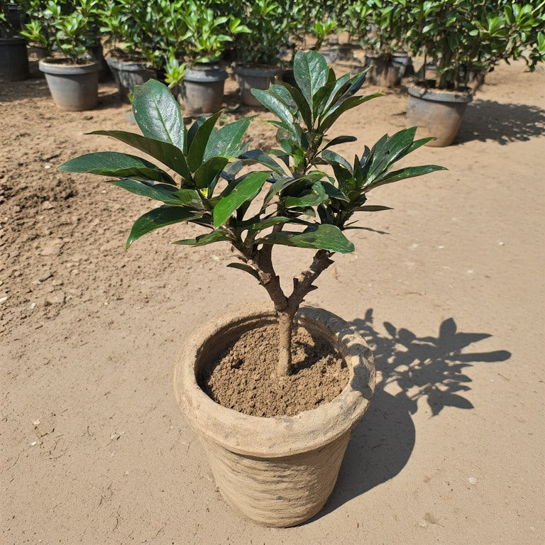 Black Ficus Plant (Ficus elastica ‘Black Prince’) – 🌿 بلیک فکس پلانٹ (فکس الاسٹیکا ‘بلیک پرنس’) 🌱