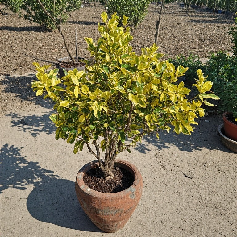 Golden Ficus Plant (Ficus benjamina ‘Golden’) – 🌿 گولڈن فکس پلانٹ (فکس بینجامینا ‘گولڈن’) 🌱