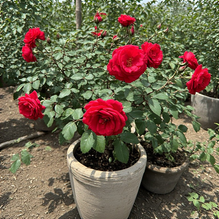 Desi Gulab Plant (Local Rose) – 🌹 دیسی گلاب پلانٹ (لوکل روز) 🌿