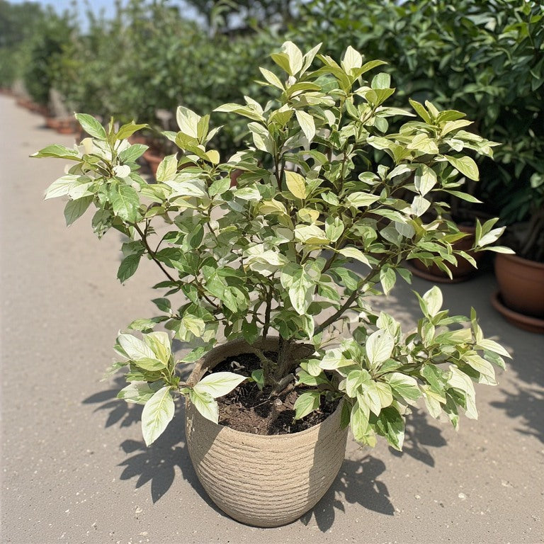 White Ficus Plant (Ficus benjamina ‘Variegata’) – 🌿 وائٹ فکس پلانٹ (فکس بینجامینا ‘ویریگیٹا’) 🌱
